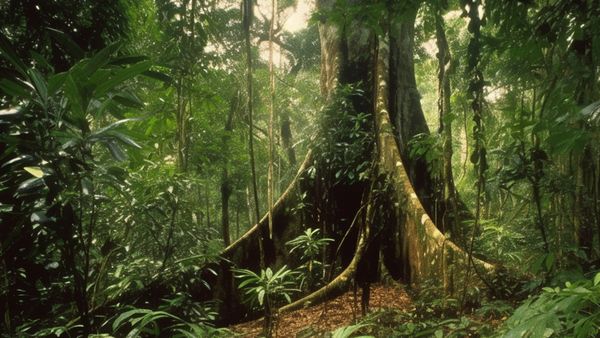 La fotosíntesis es nuestra mejor herramienta contra el cambio climático